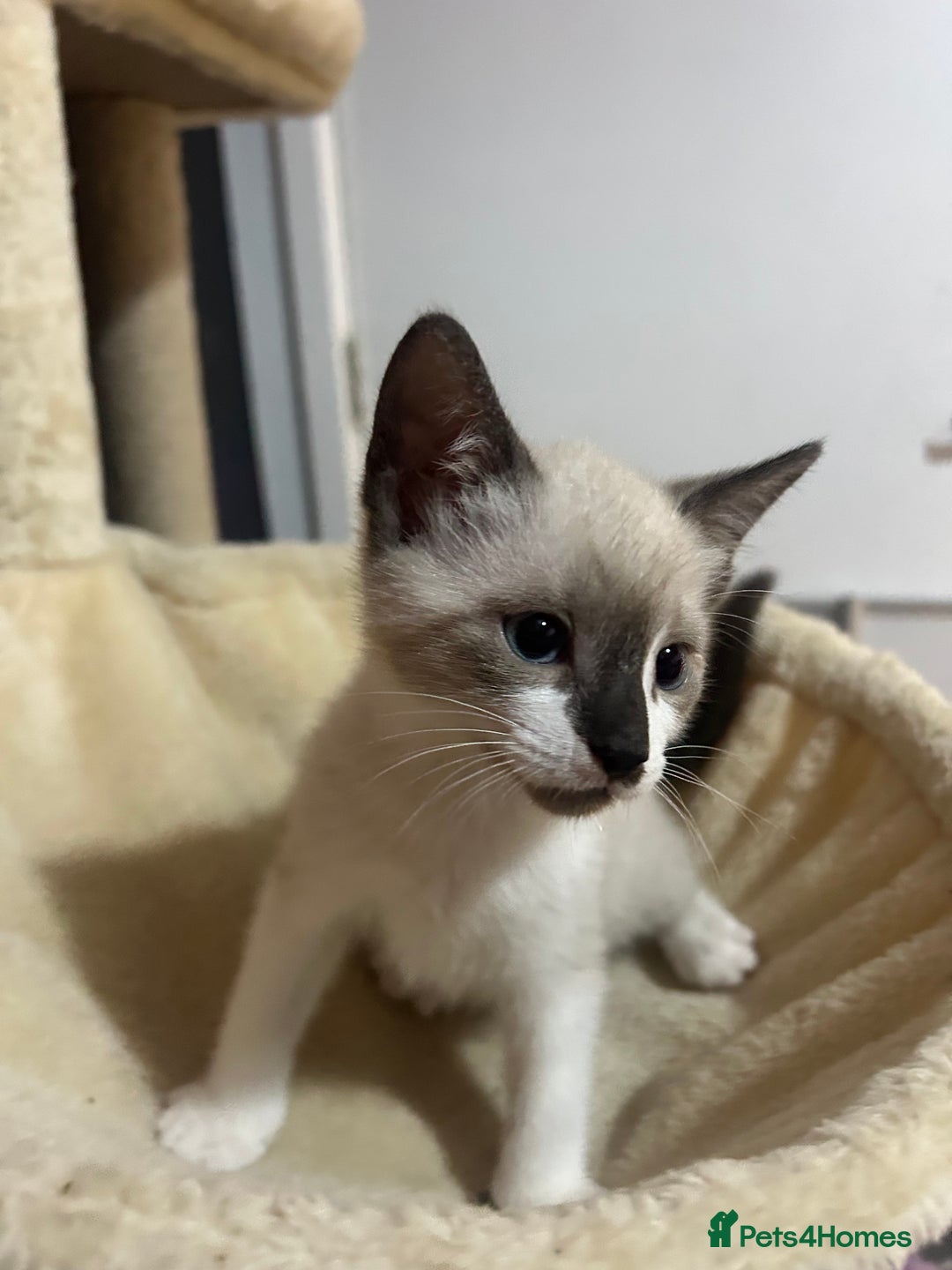 Snowshoe cats for sale: Three stunning snowshoe kittens  - Advert 15