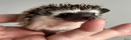 Pygmy Hedgehog rodents for sale: African Pygmy Hedgehog Ethically Bred  - Advert 7