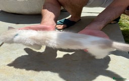 Ragdoll cats for sale: *REDUCED* ready to leave ragdoll kittens - Image 12