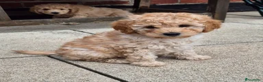 Labradoodle 3