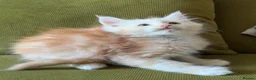 Maine Coon cats for sale: Maine coon kittens READY NOW in Dorking - Advert 11