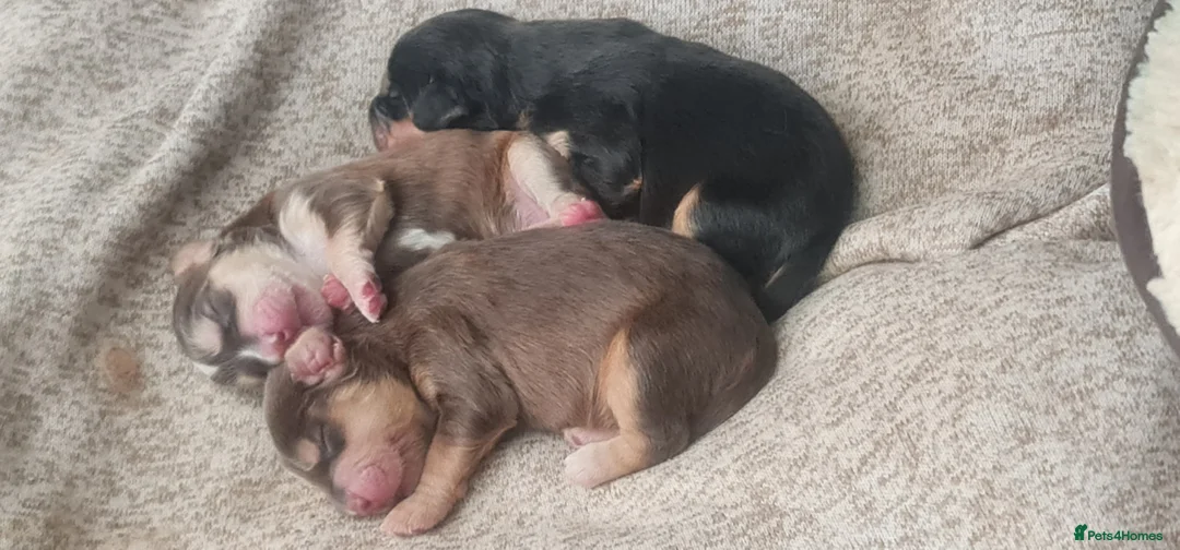 Cocker Spaniel dogs for sale: Beautiful cocker pups in Liverpool - Advert 2