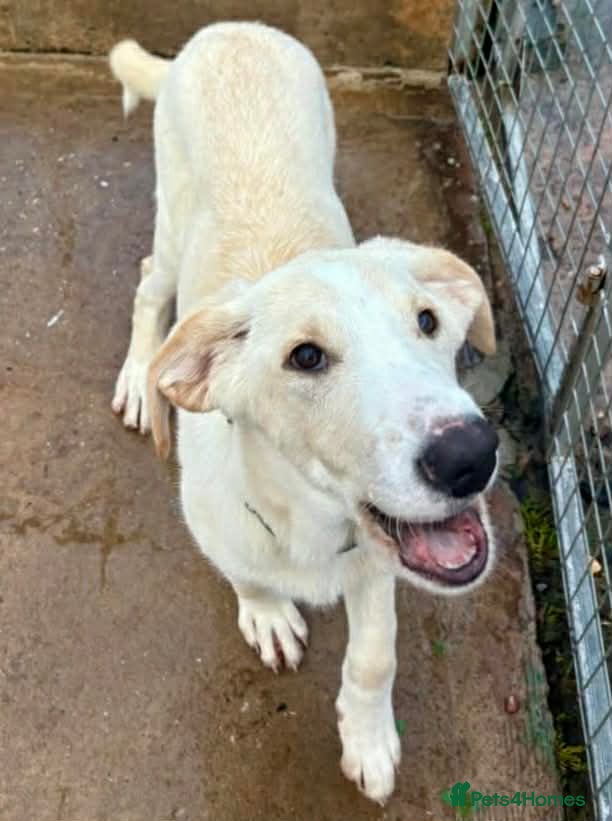 Mixed Breed dogs Courageous Kansas  - Advert 2