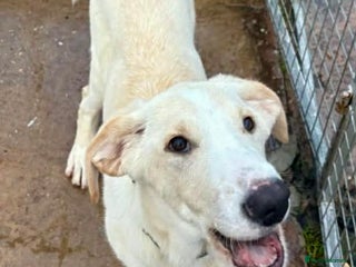 Mixed Breed dogs Courageous Kansas - Advert 2