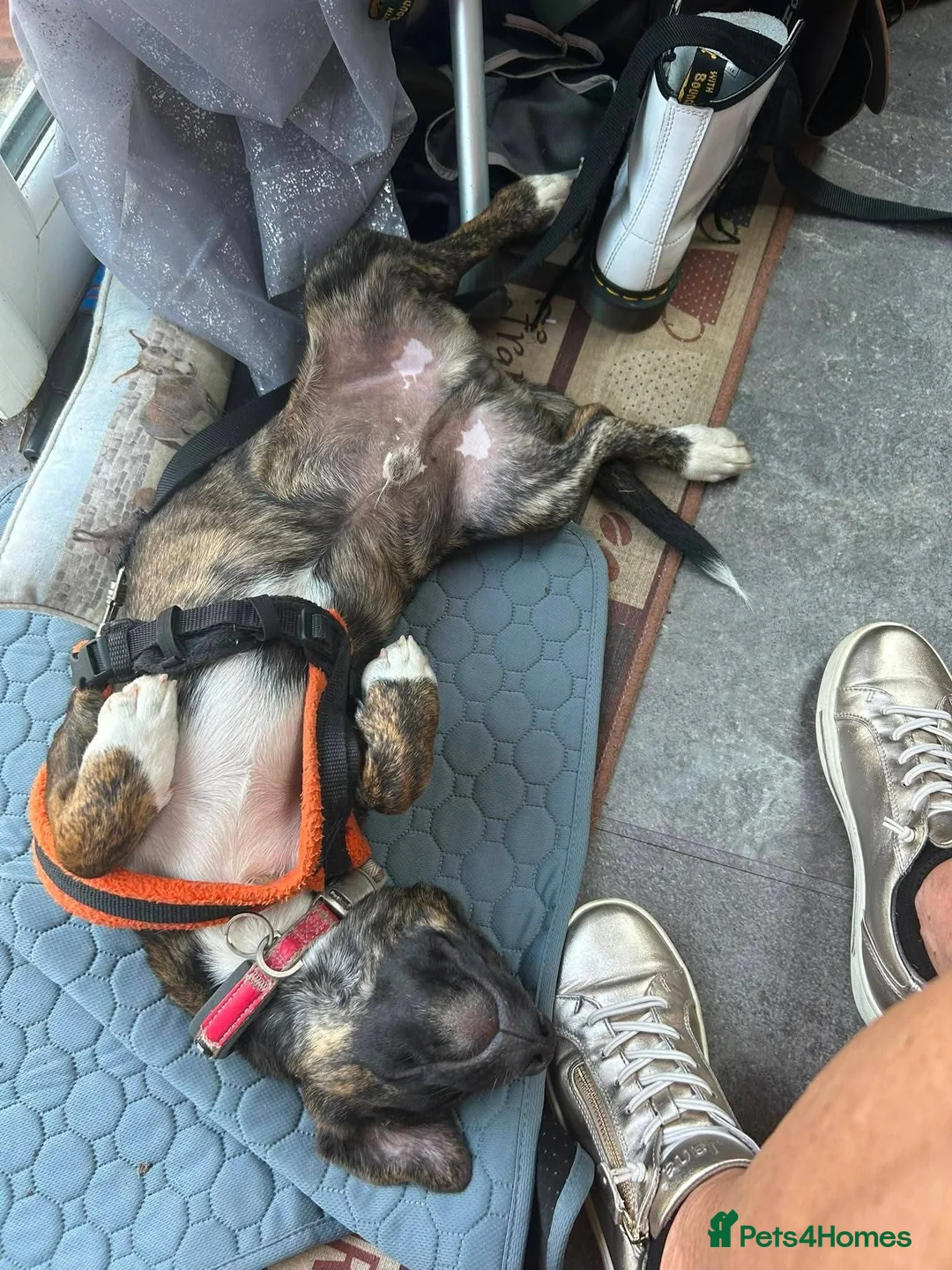 Mixed Breed dogs for adoption: Meet Dobby, currently residing in Kent in Kendal - Advert 5