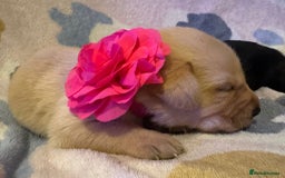 Labrador Retriever dogs for sale: KC Reg labrador puppies - Image 6