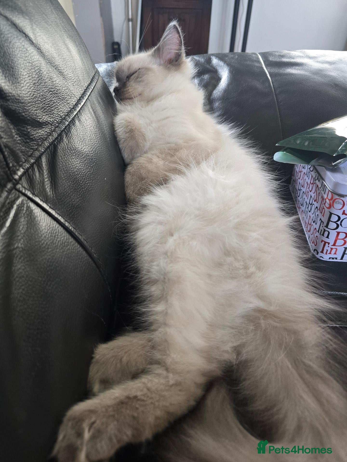 Ragdoll cats pedigree Ragdoll  - Advert 15