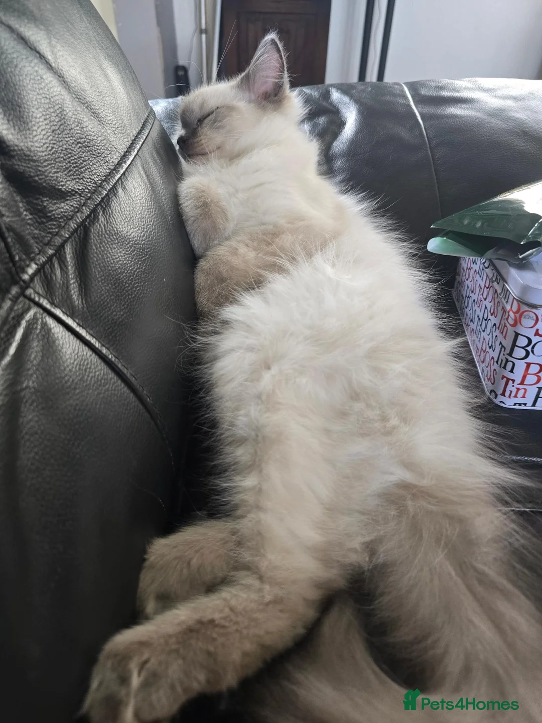 Ragdoll cats for sale: pedigree Ragdoll  - Advert 1