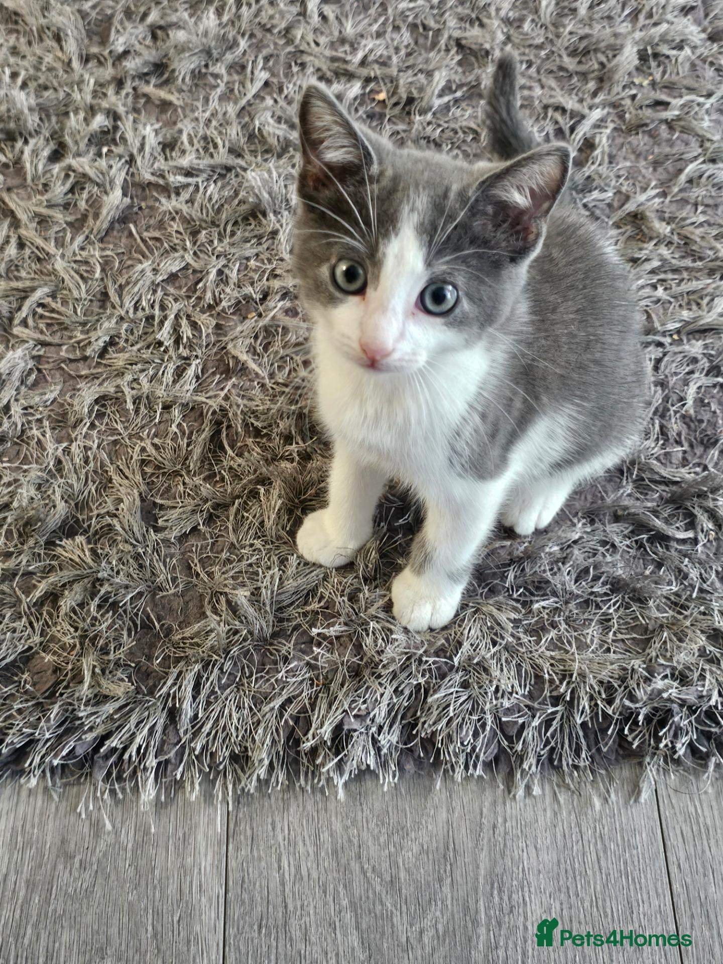 Mixed Breed cats Mixed breed kitten for sale  - Advert 4