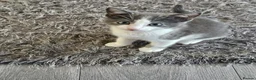 Mixed Breed cats for sale: Mixed breed kitten for sale  - Advert 1