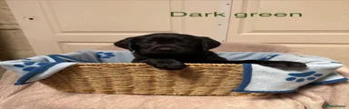 Dark green