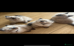 Ragdoll cats for sale: Beautiful, fluffy seal point ragdoll babies - Advert 1