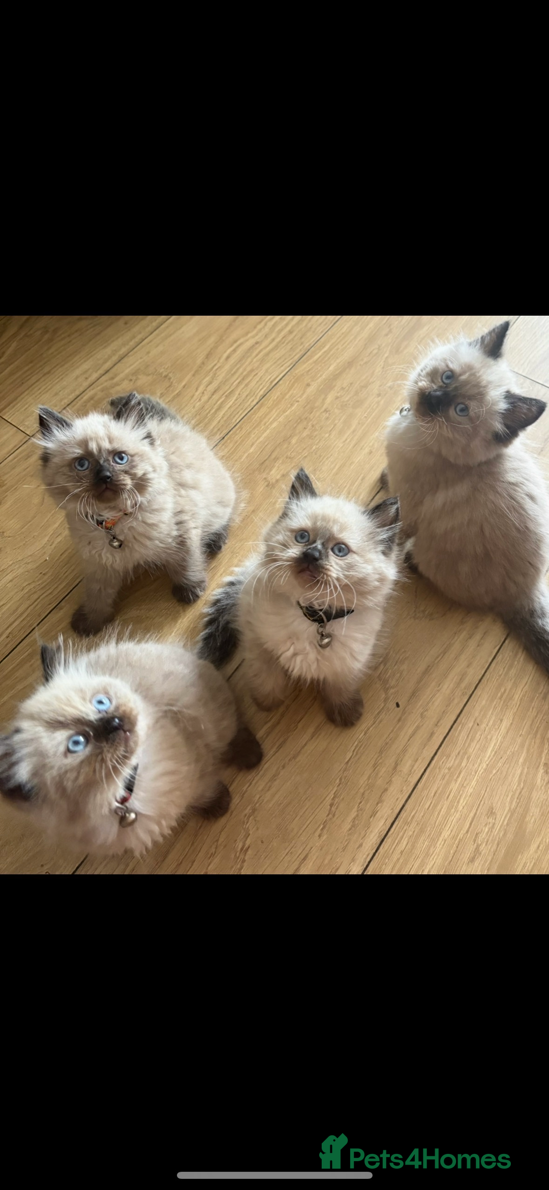 Ragdoll cats for sale: Beautiful, fluffy seal point ragdoll babies - Advert 1