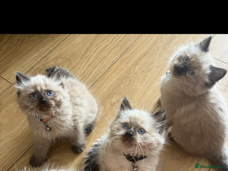 Ragdoll cats Beautiful, fluffy seal point ragdoll babies - Advert 1