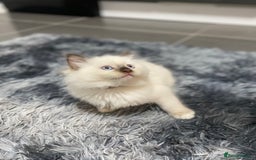 Ragdoll cats for sale: Fully Traceable Traditional Ragdoll Kittens - Advert 4