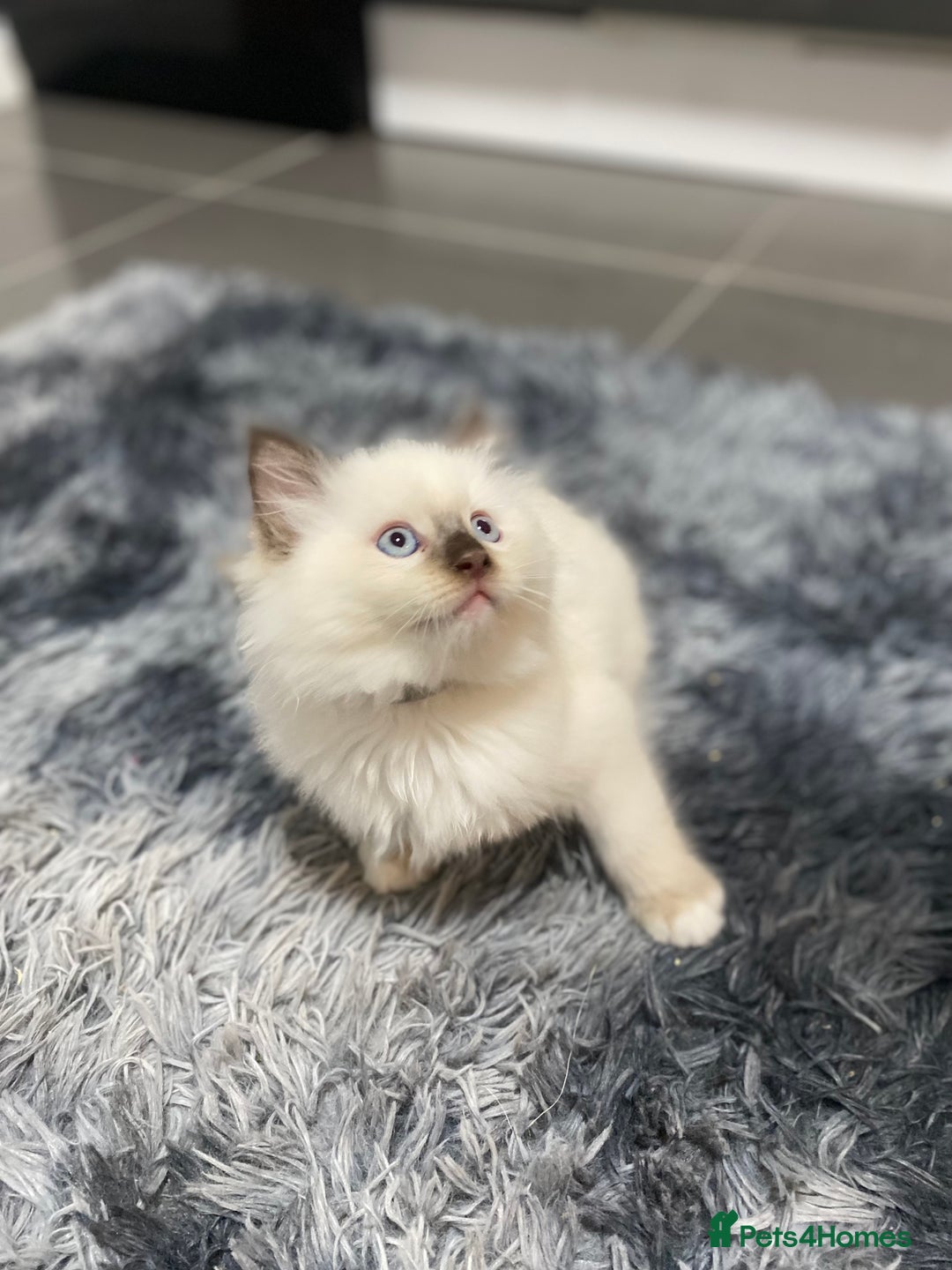Ragdoll cats for sale: Fully Traceable Traditional Ragdoll Kittens - Advert 4