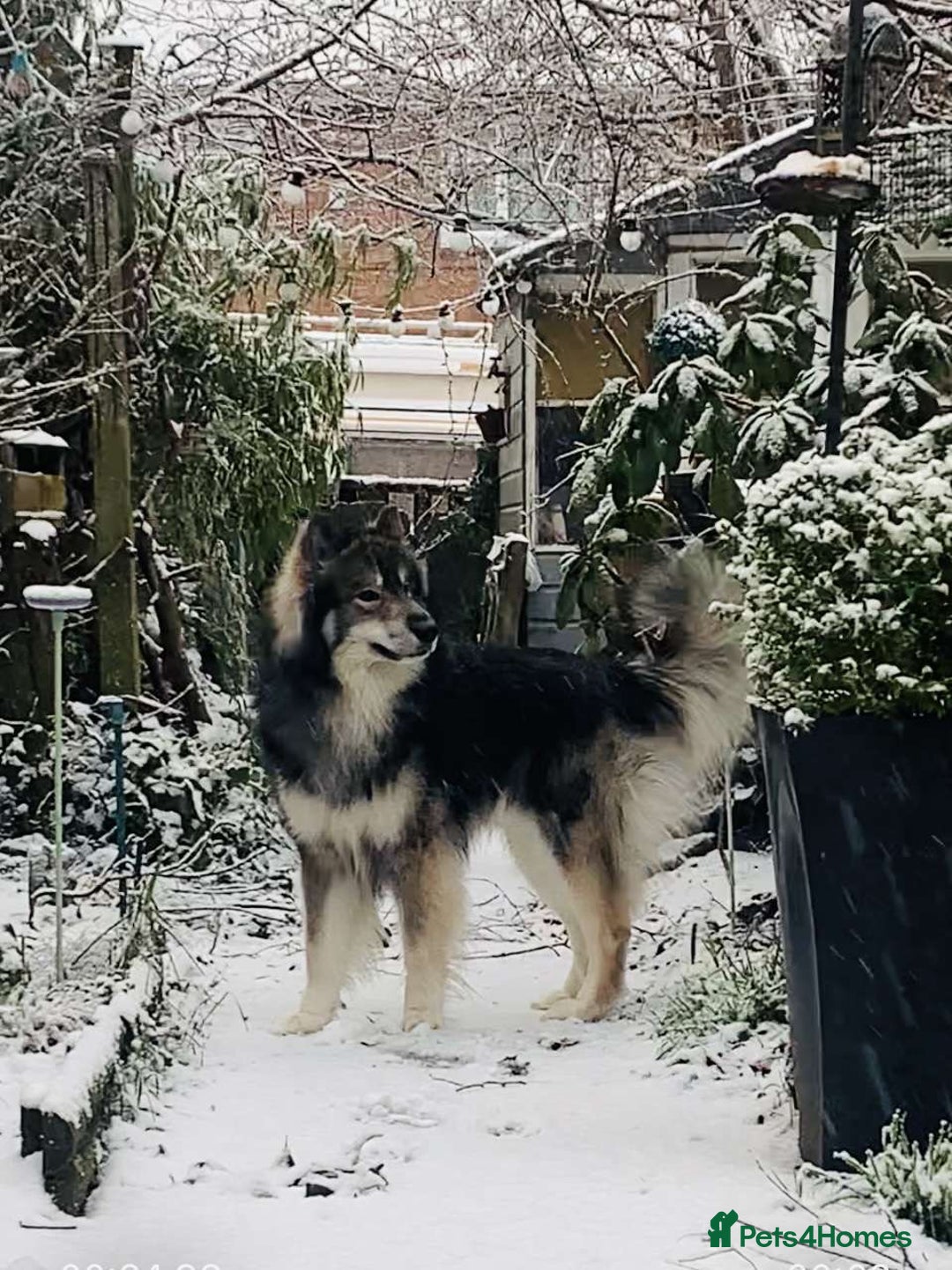 Mixed Breed dogs for stud:  Utonagan Stud: Husky/malamute/German shepherd mix - Advert 1