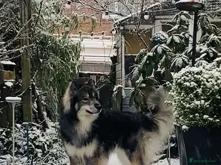 Mixed Breed dogs Utonagan Stud: Husky/malamute/German shepherd mix - Advert 1