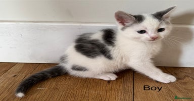 Domestic Shorthair cats - Advert 7