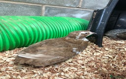 Quail poultry for sale: Jumbo & Celadon (blue egg) Coturnix Quail & eggs - Image 10