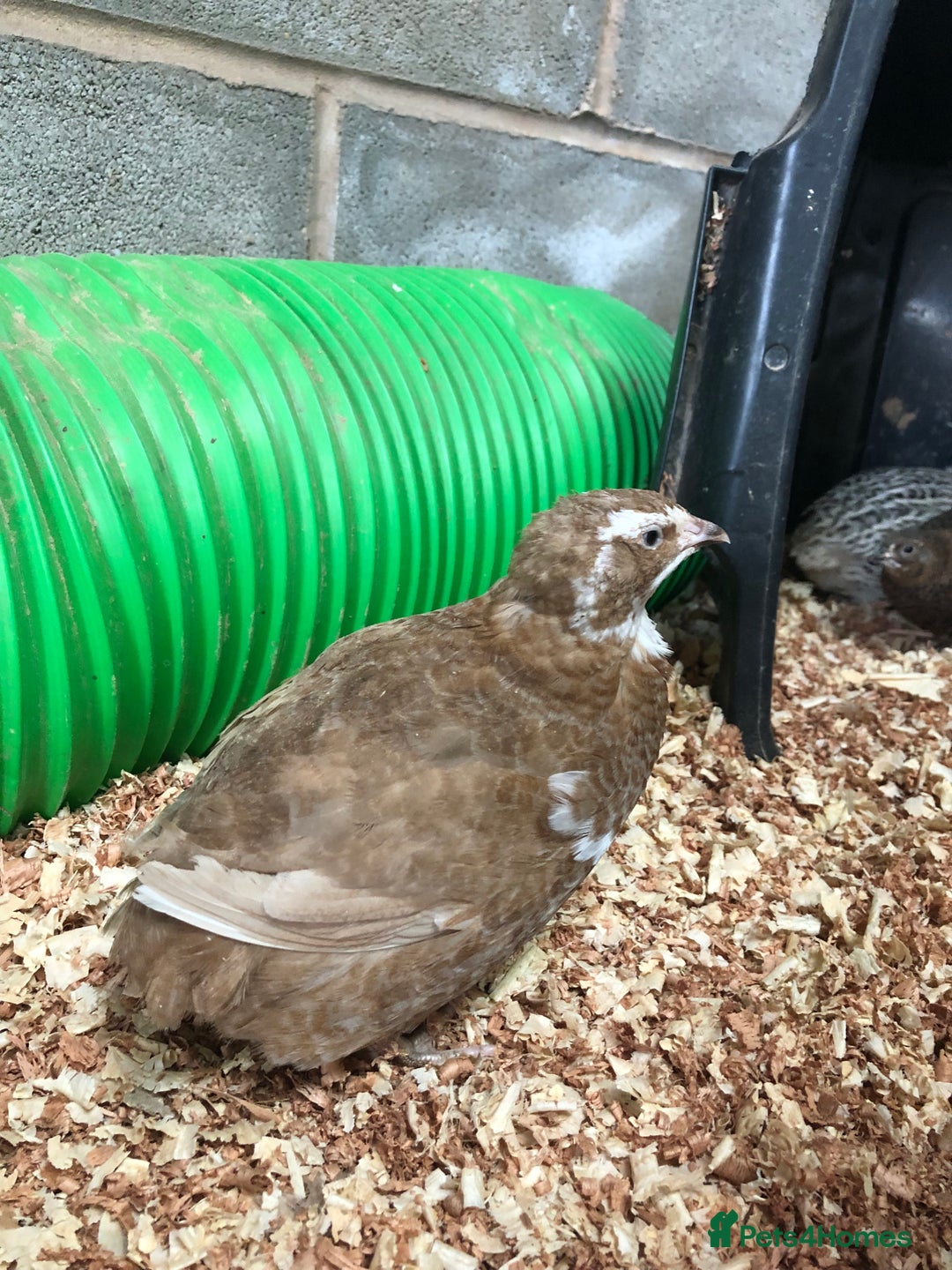 Quail poultry for sale: Jumbo & Celadon (blue egg) Coturnix Quail & eggs - Image 10