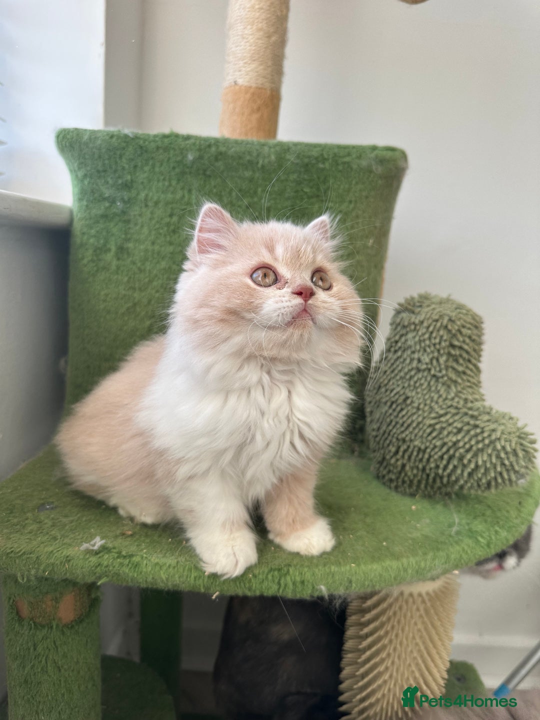 British Shorthair cats for sale:  🦁 Stunning BLH Lion Look alike READY NOW - Advert 15
