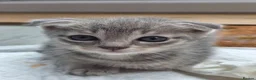 Scottish Fold cats for sale: *READY SOON* Beautiful Grey Scottish Fold Kittens - Advert 11