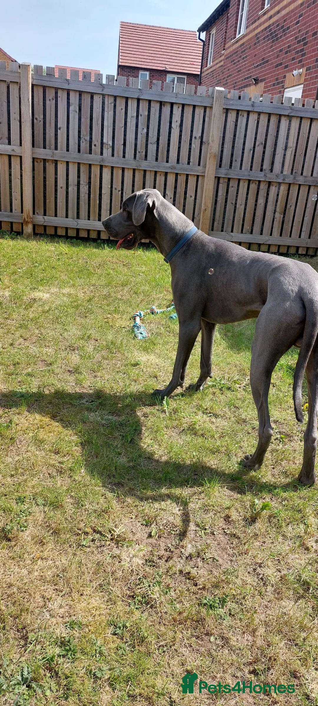 Great Dane dogs for stud: Great Dane for stud in Chesterfield - Advert 9