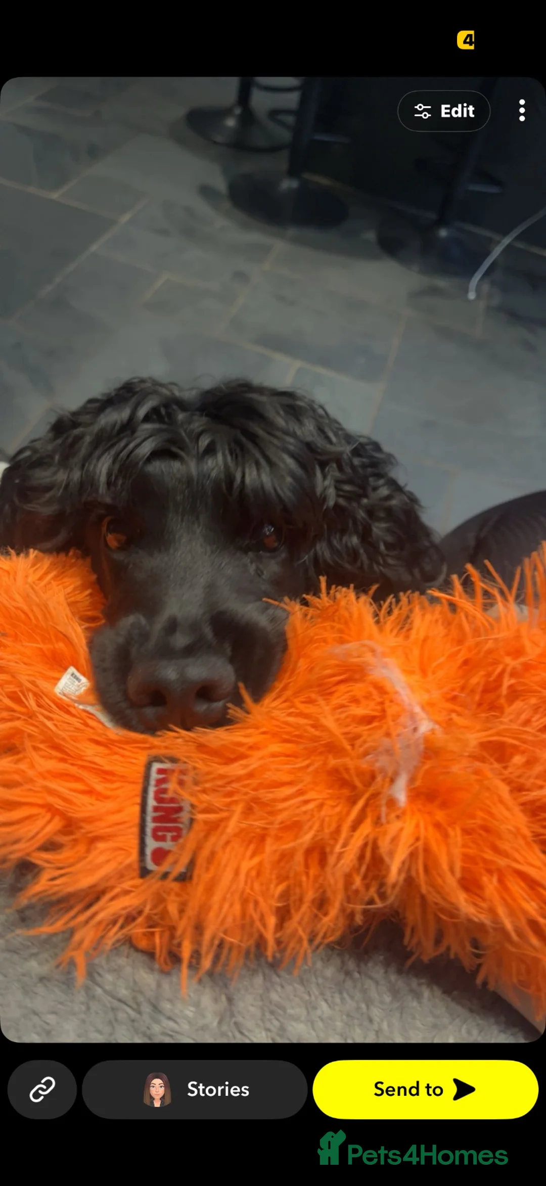 Cocker Spaniel dogs for sale: Nellie in Wilmslow - Advert 2