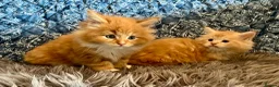 Maine Coon cats for sale: 2 Adorable Maine Coon Kittens TICA reg.  - Advert 17
