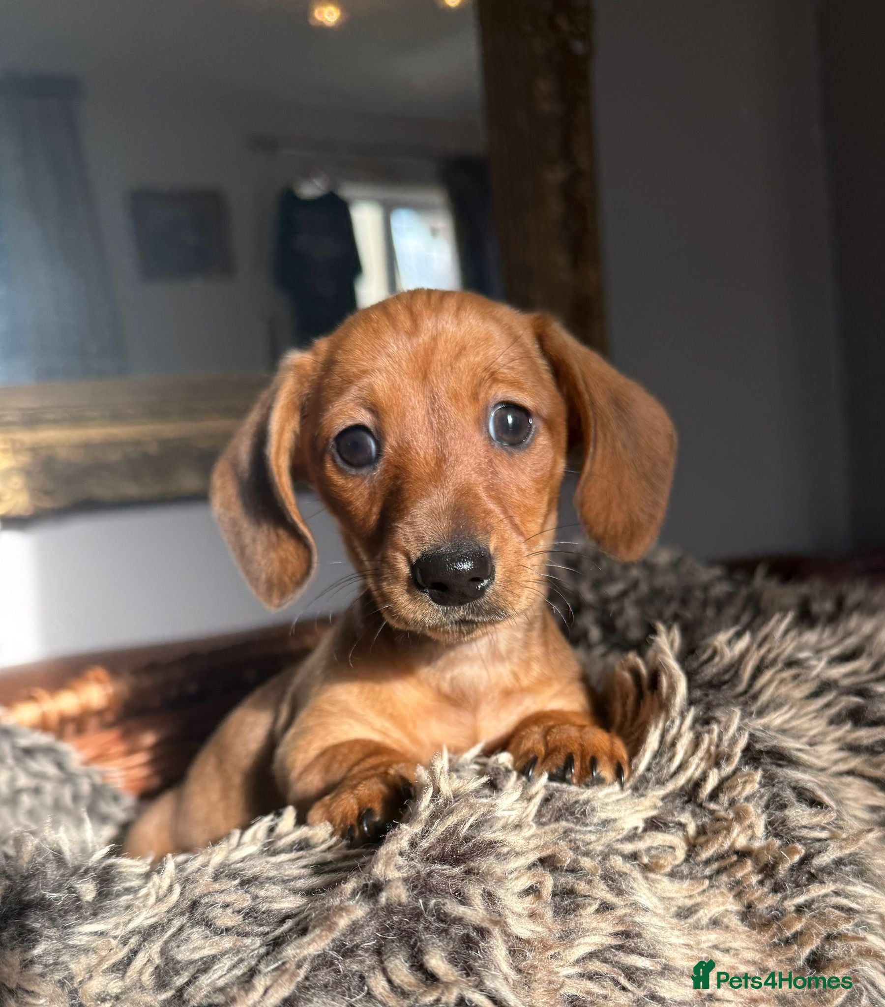 Miniature Dachshund dogs Beautiful Miniature Smooth Dachshunds  - Advert 6