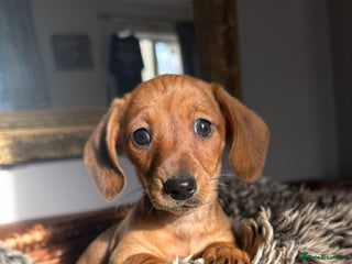 Miniature Dachshund dogs Beautiful Miniature Smooth Dachshunds - Advert 6