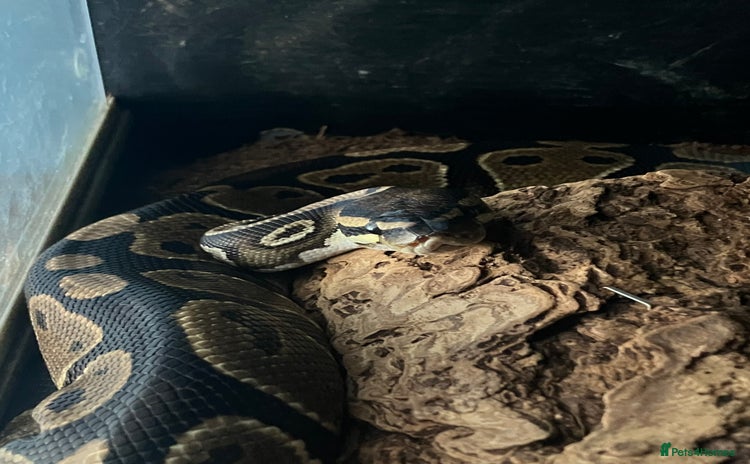 Python Snake reptiles - Advert 1