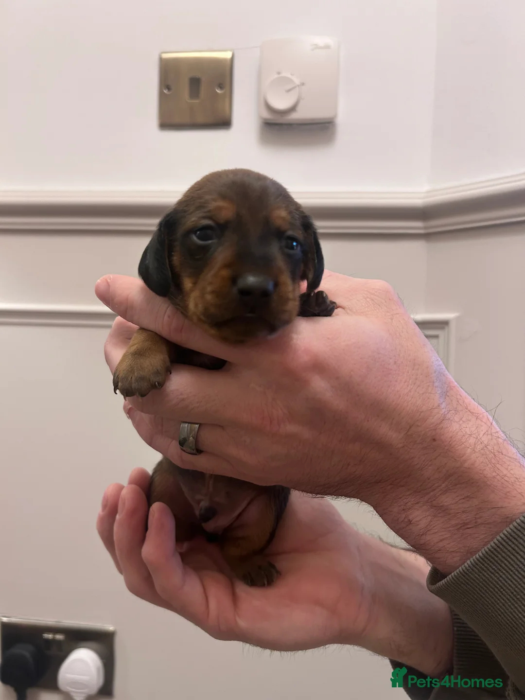Miniature Dachshund dogs for sale: Miniature dachshund  - Advert 7