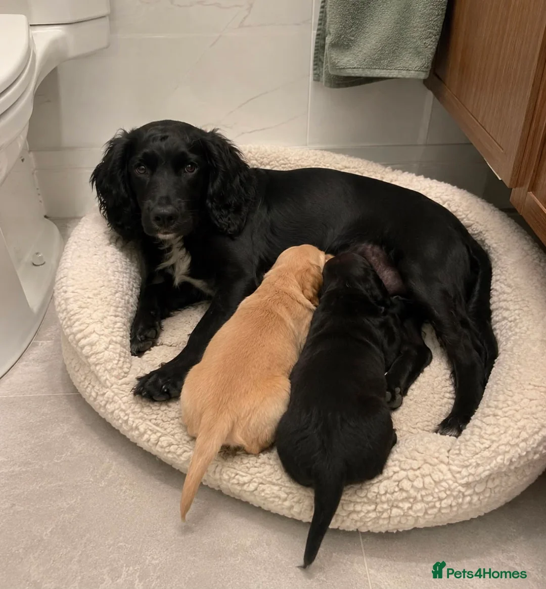 Cocker Spaniel dogs for sale: Cocker spaniels for sale in Enfield - Advert 2