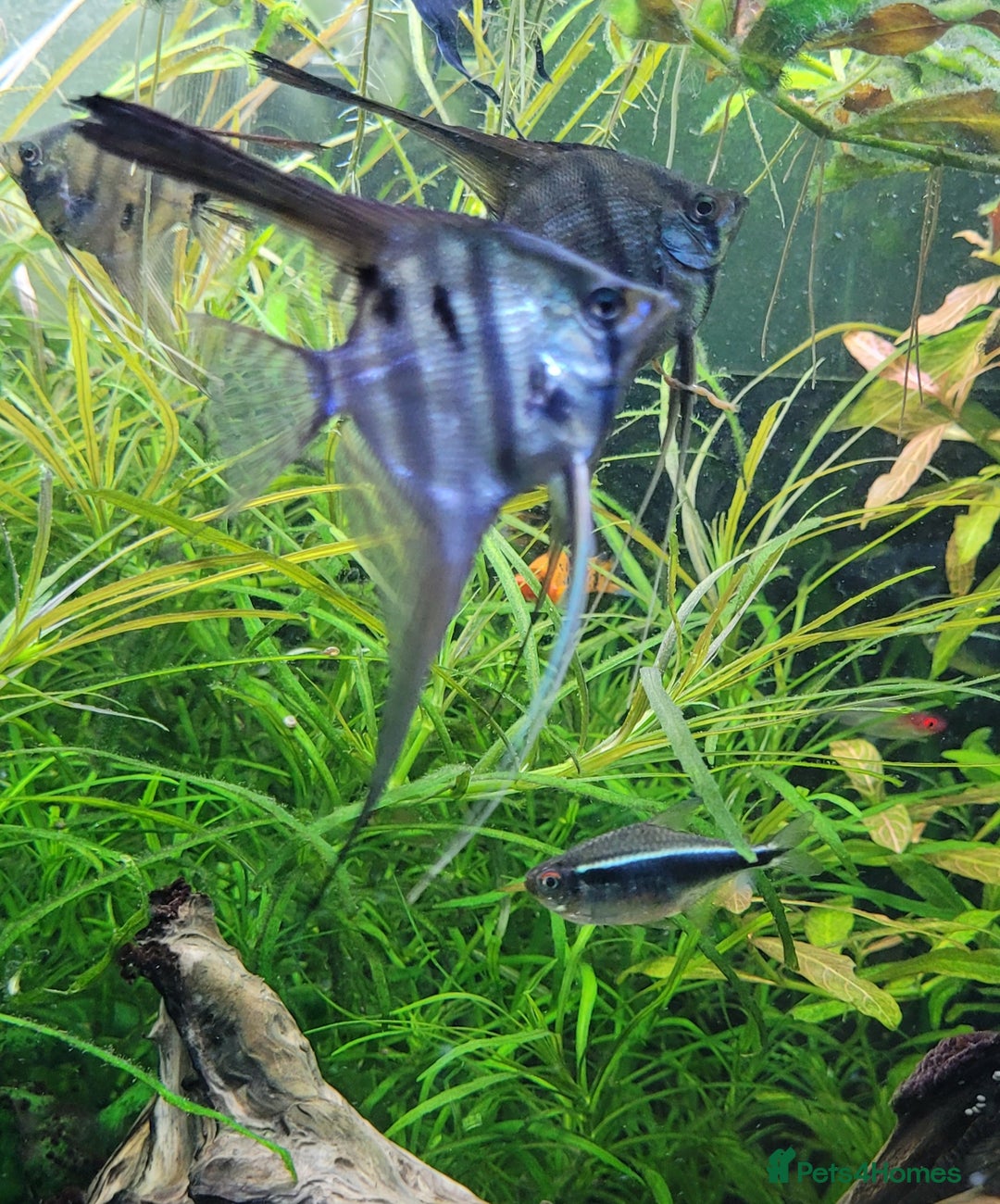 Angelfish fish for sale: Old school standard stripes Angel Fish - Advert 4