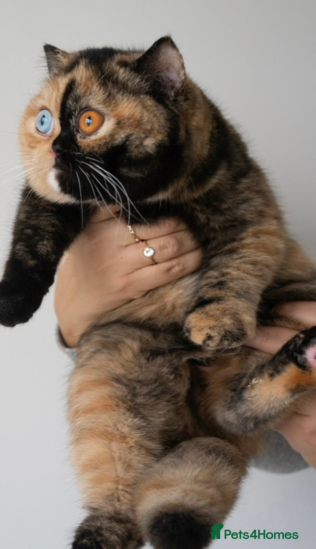 British Shorthair cats for sale: Pepper  - Advert 2