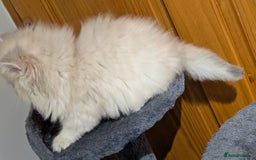 British Shorthair cats for sale: One lovely girl and three handsome boys  - Image 12