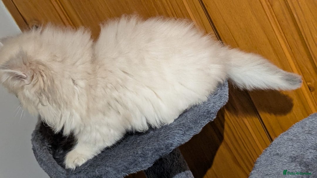 British Shorthair cats for sale: One lovely girl and three handsome boys  - Image 12
