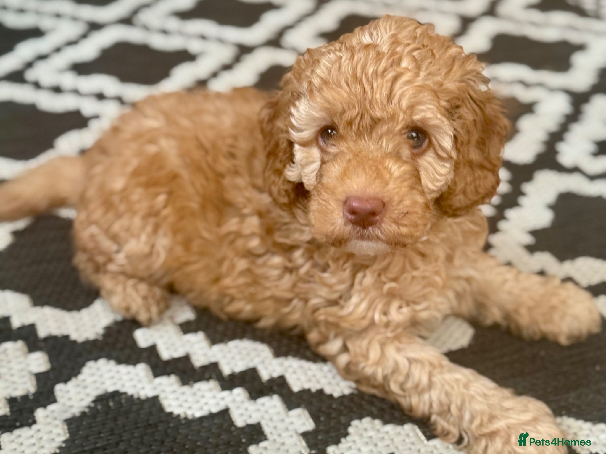 Labradoodle dogs 🐾 Health Tested F1B Mini Labradoodle Puppies 🐾 - Advert 1