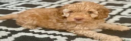 Labradoodle dogs for sale: 🐾 Health Tested F1B Mini Labradoodle Puppies 🐾 - Advert 21