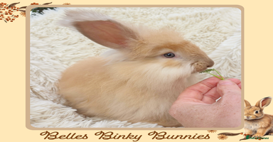 Angora rabbits - Advert 2