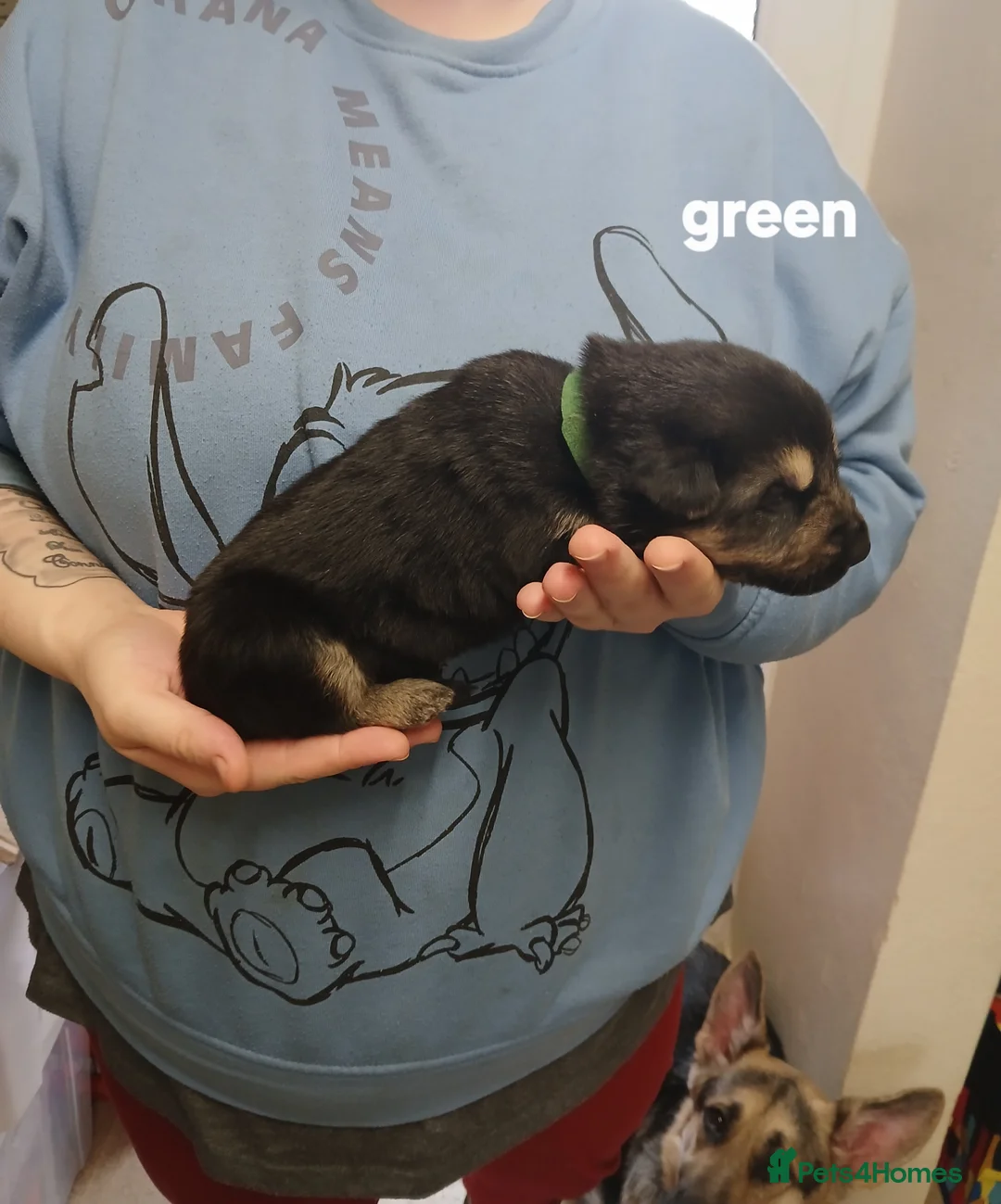 German Shepherd dogs for sale: German shepards  - Advert 17