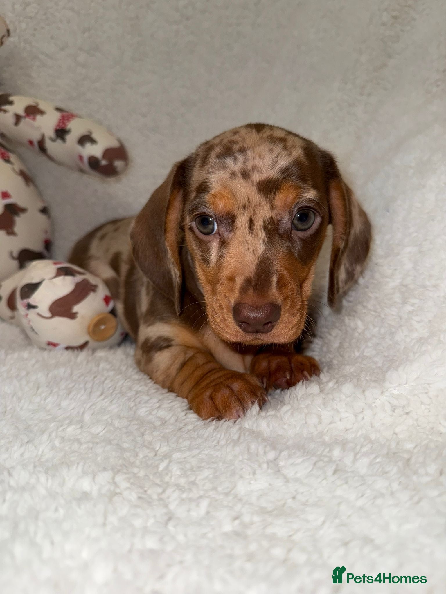 Miniature Dachshund dogs 💜 Stunning Dapple Dachshunds💚 - Advert 7