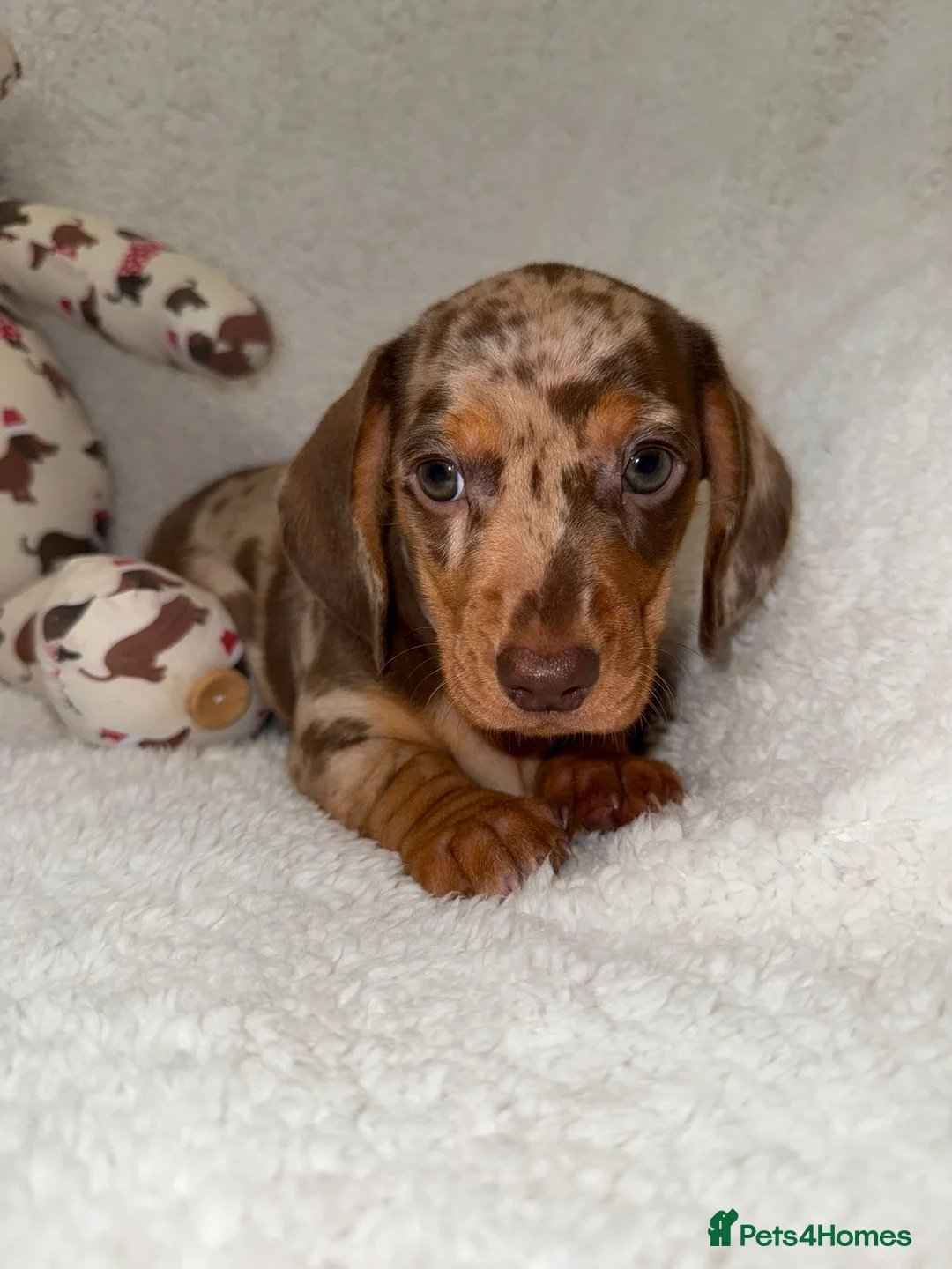 Miniature Dachshund dogs for sale: Stunning Dapple Dachshunds - Advert 3