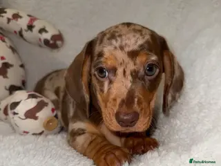 Miniature Dachshund dogs 💜 Stunning Dapple Dachshunds💚 - Advert 9
