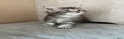 Maine Coon cats for sale: GCCF Maine coon stunning large kittens  - Advert 21