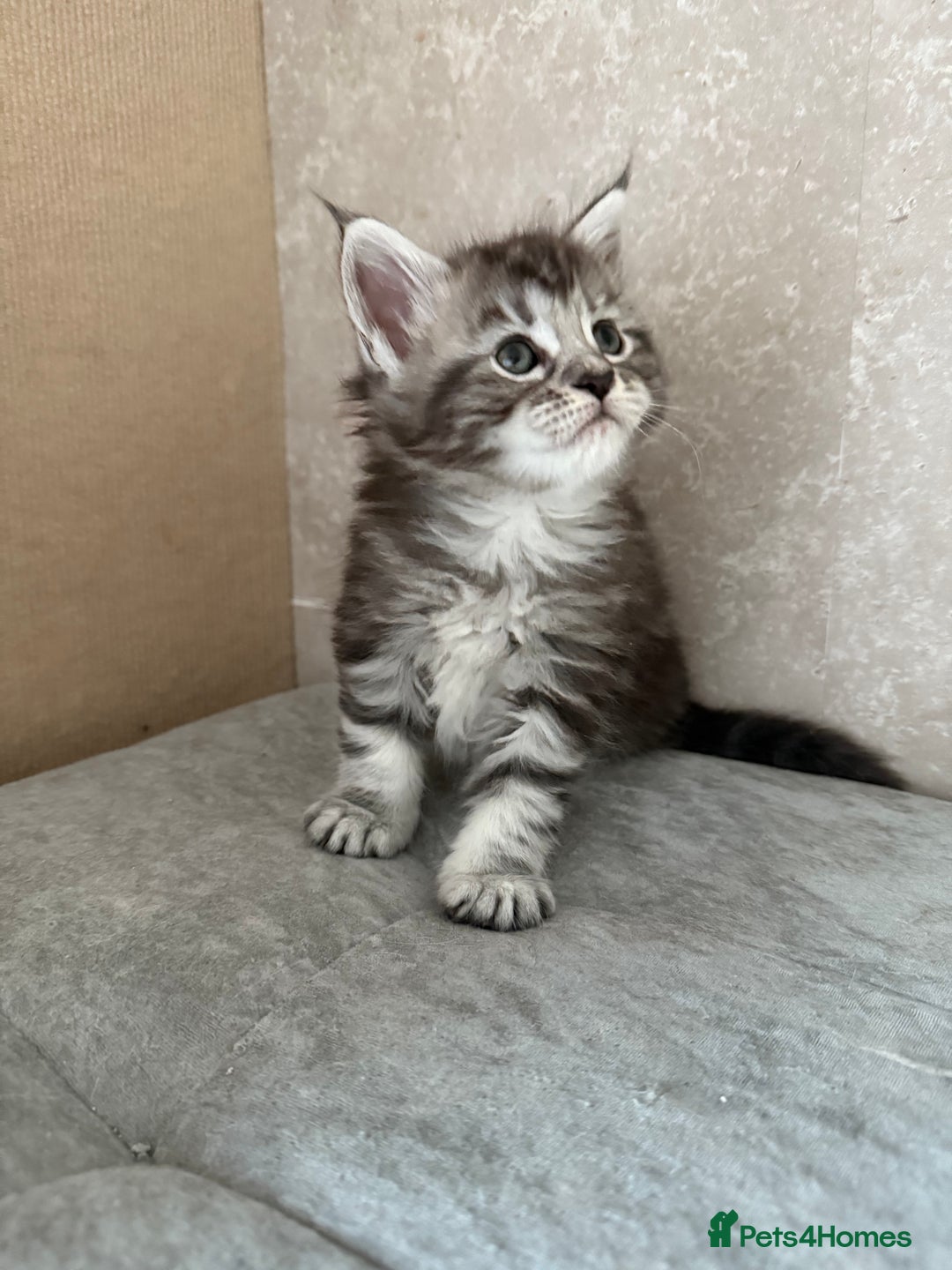 Maine Coon cats for sale: GCCF Maine coon stunning large kittens  - Advert 21