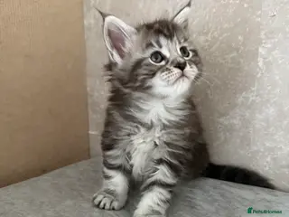 Maine Coon cats GCCF Maine coon stunning large kittens - Advert 12