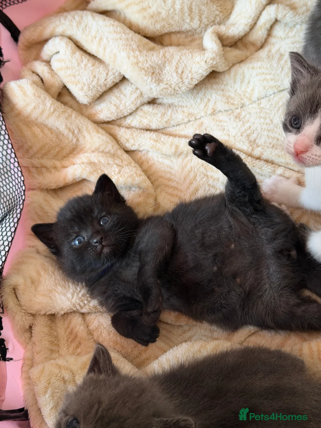 Mixed Breed cats for sale: Beautiful British Shorthair Mixed Kittens - Advert 2